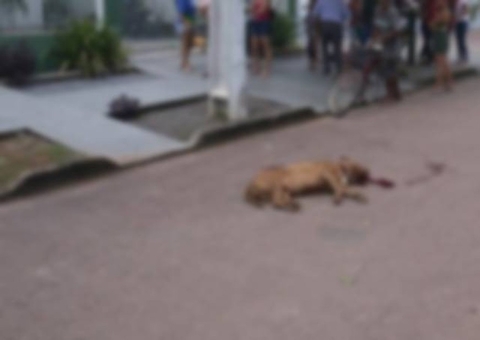 Cachorro é morto pelo dono após ataque a vizinha