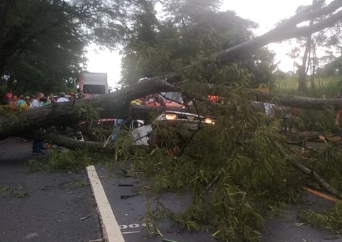 Árvore cai em cima de carro e mata três pessoas da mesma família