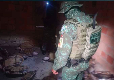 Mais de 30 tartarugas capturadas ilegalmente são apreendidas em terreno no Amazonas