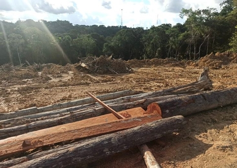 Edital para doação onerosa de lenha é lançado no Amazonas