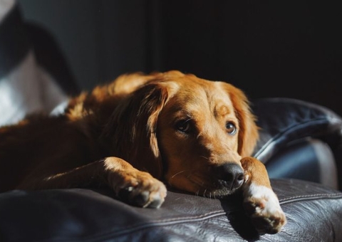 Homem é condenado por abusar sexualmente de animal doméstico