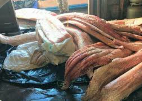 Policia Ambiental apreende 4,5 toneladas de pirarucu ilegal no Amazonas