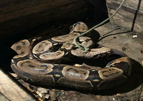 Cobra é encontrada por moradores dentro de lixeira no Amazonas 