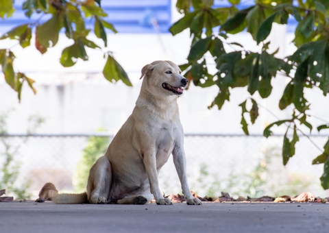 Projeto implanta serviço de castramóvel e doação de ração no Amazonas