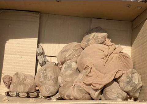 Caixa com 15 jiboias é encontrada em agência dos Correios