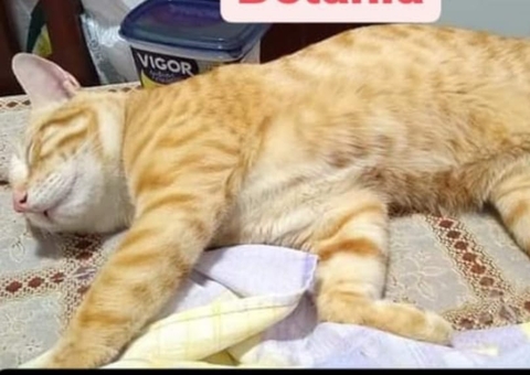 Tutora oferece recompensa para encontrar gato roubado em Manaus
