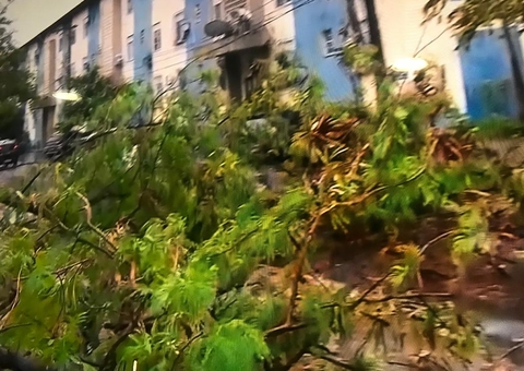 Temporal causa tombamento de árvores em Manaus 