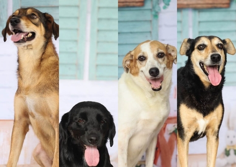 100 cachorros estão disponíveis para adoção em feira virtual de Manaus