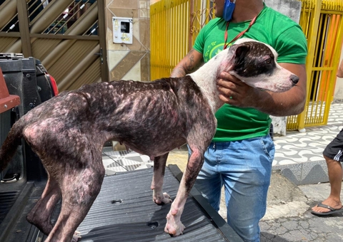 Com fome e no meio do lixo, animais são resgatados em Manaus