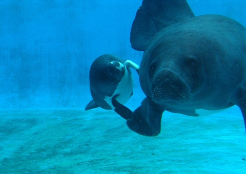 Filhote de peixe-boi é resgatado por pescadores no Amazonas