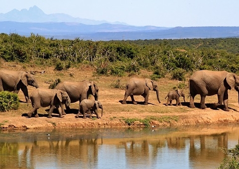 Caçador morre pisoteado por elefantes durante fuga