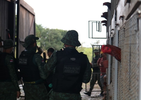 Operação resgata 70 galos de rinha e multa fazendeiro em R$ 480 mil no AM