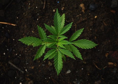 Deputados batem-boca em discussão sobre remédio à base de cannabis