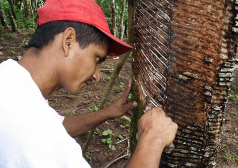 Governo aumenta o valor do auxílio ao seringueiro no Amazonas