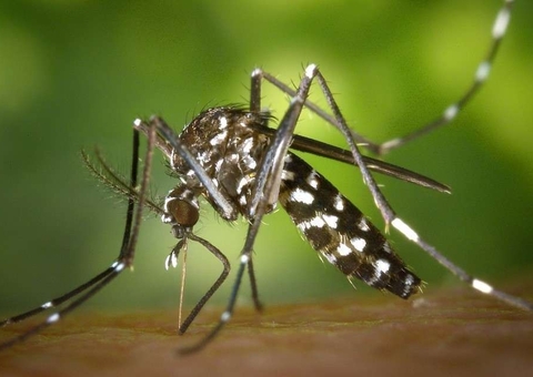 Pessoas que tiveram dengue são propensas a ter sintomas da covid-19