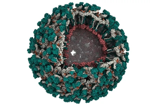 Cientistas brasileiros revelam detalhes de vírus ‘primo’ da chikungunya