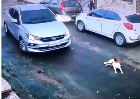Vídeo: Cachorro é arrastado por motorista ao ser atropelado em Manaus
