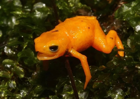 Nova espécie de sapo é descoberta na Mata Atlântica