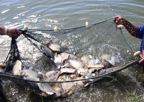 Especialistas debatem melhorias na piscicultura amazônica