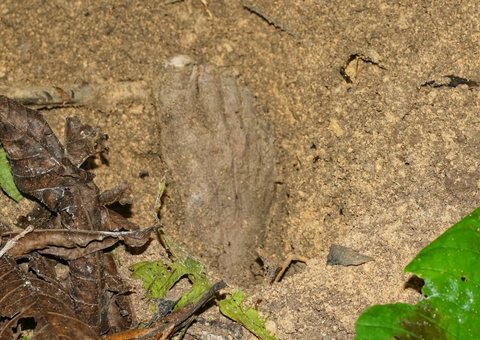 Jornalistas encontram corpo em cova rasa no meio da mata em Manaus