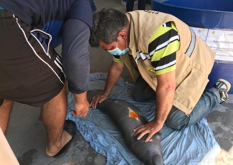 Filhotes de peixe-boi são resgatados no interior do Amazonas