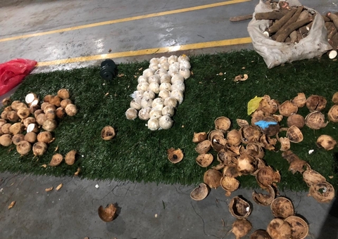 Homem é preso ao ser flagrado com cocos recheados de drogas no Amazonas