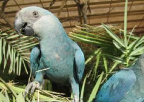 Filhotes de ararinhas-azuis nascem no Brasil após 20 anos de extinção