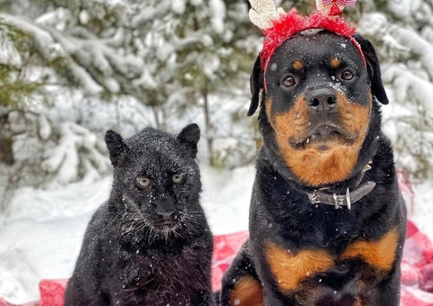 Pantera Negra rejeitada pela mãe é adotada por rottweiler; veja fotos  