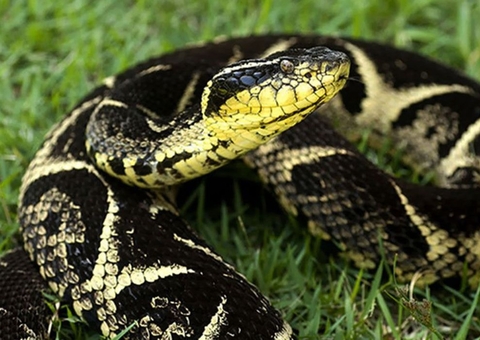 Substância em veneno de cobra jararacuçu pode inibir avanço da covid