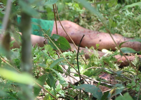 Corpo de homem é encontrado em decomposição próximo a cemitério em Manaus