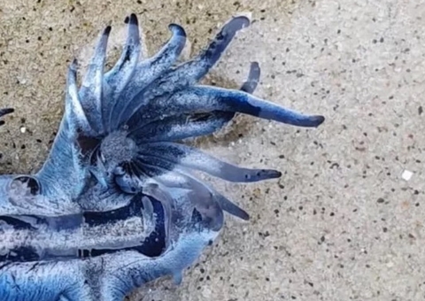 'Dragão Azul' faz rara aparição em praia de São Paulo