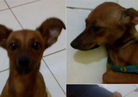 Família pede ajuda para encontrar cadelinha Elisabeth desaparecida em Manaus