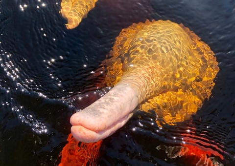 Sebrae Amazonas participa do mais importante evento de turismo regional 