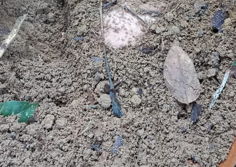 Com mãos amarradas, jovem é encontrada enterrada em área de mata no Amazonas