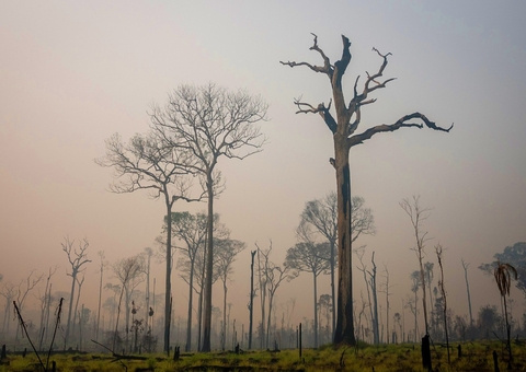 Mais de 90% dos animais da Amazônia já foram afetadas pelos incêndios