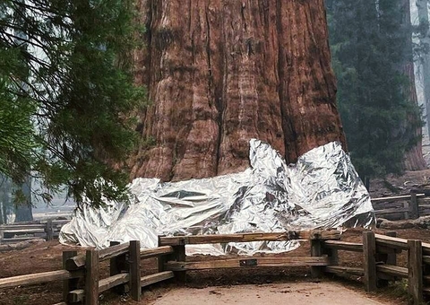 Maior árvore do mundo está ameaçada por um incêndio em parque nos Estados Unidos