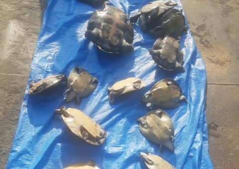 Mais de 20 quelônios são apreendidos em embarcação no Amazonas