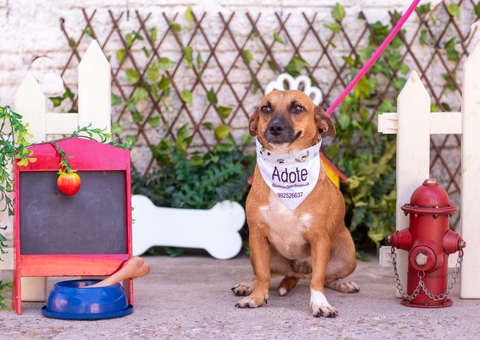 Mais de cem cachorros e gatos estarão disponíveis para adoção em evento em Manaus