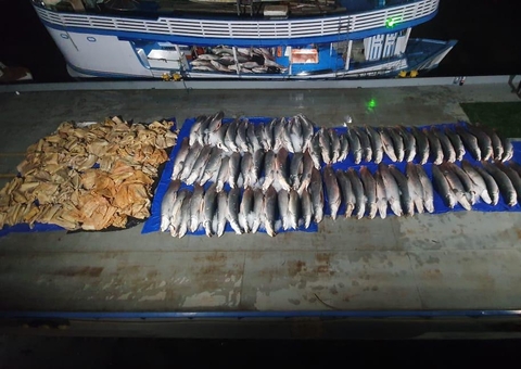 Sete toneladas de pirarucu ilegal são achados em parede falsa de barco no Amazonas