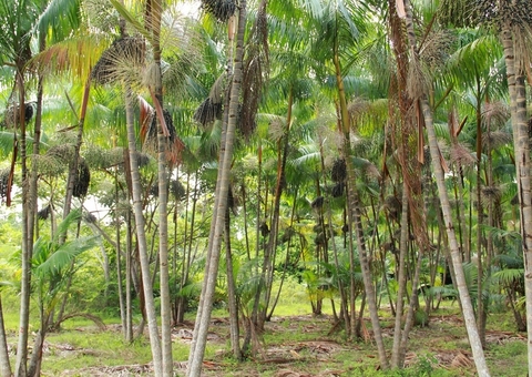 Embrapa realiza 1º curso on-line sobre cultivo do açaí em terra firme