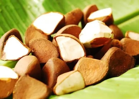 Copaíba e Andiroba são os mais usados como fitoterápicos no Amazonas