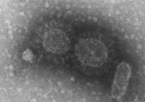 OMS anuncia grupo que estudará novos patógenos