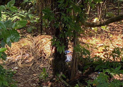 Após tiroteio, jovem é encontrado morto em matagal de avenida em Manaus