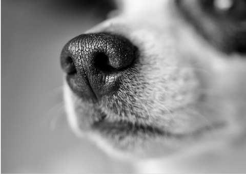 Latam suspende transporte de pets no porão de aviões após morte de cão