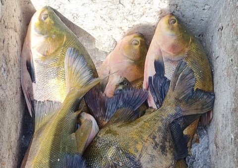 Pescado ilegal avaliado em mais de R$ 24 mil é apreendido no Amazonas