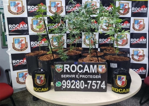 Polícia descobre plantação de maconha ao prender suspeito por roubo em Manaus
