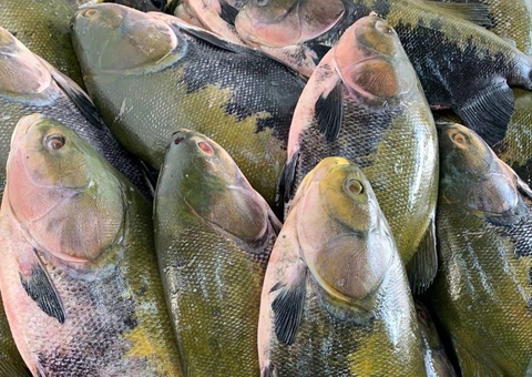 Seis toneladas de tambaqui e pirarucu serão vendidas na Feira da FAS em Manaus