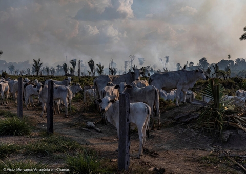 Em 23 anos, pastagens e grilagens destruíram 21 milhões de hectares da floresta amazônica