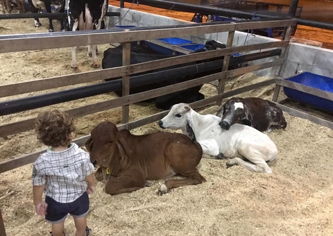 Feira de Agronegócios da Nilton Lins terá exposições e leilões de animais