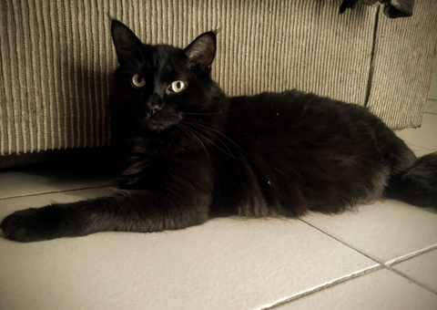 Mitos e verdades sobre os gatos pretos e o Halloween